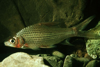 Cyclocheilichthys repasson, : fisheries