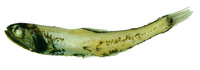 Lampanyctus vadulus, :