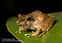Stiped-throated Rain Frog - Eleutherodactylus lanthanites
