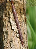 Aeshna grandis - Brown Hawker