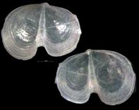 Vasconiella jeffreysiana