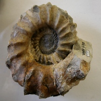Collignoniceras woolgari