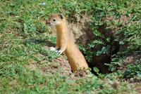 Image of: Mustela altaica (mountain weasel)