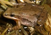 Image of: Pseudacris triseriata (striped chorus frog)