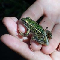 Image of: Rana pipiens (northern leopard frog)