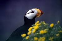 Fratercula corniculata - Horned Puffin