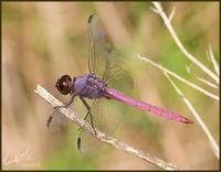 Image of: Orthemis ferruginea