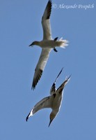 Sula bassana - Northern Gannet