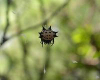 Image of: Gasteracantha cancriformis