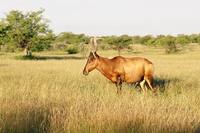 Damaliscus lunatus - Topi