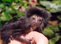 Callimico goeldii - Goeldi's Monkey
