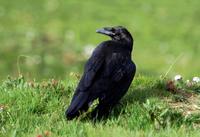 Image of: Corvus corax (common raven)