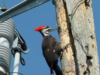 Image of: Dryocopus pileatus (pileated woodpecker)