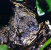 Image of: Melospiza melodia (song sparrow)