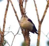 Image of: Sturnus sturninus (purple-backed starling;Daurian starling)