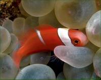 Image of: Amphiprion frenatus (blackback anemonefish)