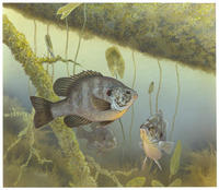 Image of: Lepomis microlophus (redear sunfish)