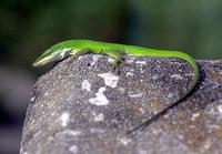 Image of: Anolis carolinensis (green anole)