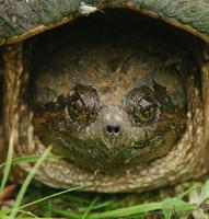 Image of: Chelydra serpentina (snapping turtle)