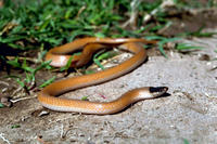 Image of: Tantilla nigriceps (plains black-headed snake)