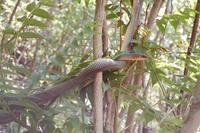 Dolichophis caspius
