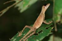 Otocryptis wiegmanni