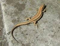 Podarcis muralis - Common Wall Lizard