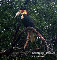 Plain-pouched Hornbill - Aceros subruficollis