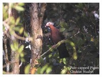 Pale-capped Pigeon - Columba punicea