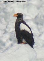 Steller's Sea Eagle - Haliaeetus pelagicus