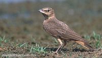 Rufous-tailed Lark - Ammomanes phoenicura