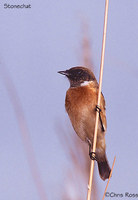 Siberian Stonechat - Saxicola maurus