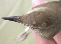 Large-billed Reed Warbler - Acrocephalus orinus