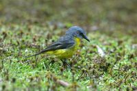 Eastern yellow Robin