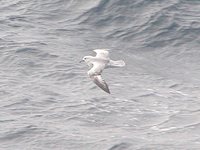 Southern Fulmar - Fulmarus glacialoides