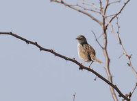 Madagascar Cisticola (Cisticola cherina) photo