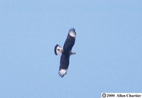 Crested Caracara - Caracara cheriway