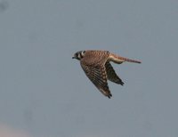 American Kestrel - Falco sparverius