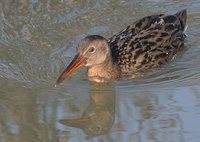 Clapper Rail - Rallus longirostris