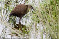 Plumbeous Rail - Pardirallus sanguinolentus