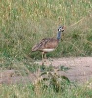 White-bellied Bustard - Eupodotis senegalensis