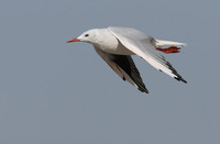 Slender-billed Gull (Larus genei) photo