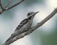 Hairy Woodpecker (Picoides villosus) photo