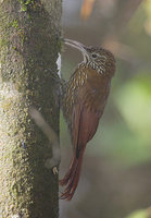 Montane Woodcreeper (Lepidocolaptes lacrymiger) photo