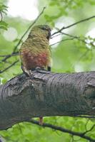 Austral Parakeet - Enicognathus ferrugineus