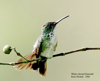 White-chested Emerald - Agyrtria brevirostris