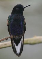 Velvet-purple Coronet - Boissonneaua jardini