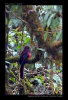 Ward's Trogon - Harpactes wardi