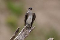 Brown-chested Martin - Progne tapera