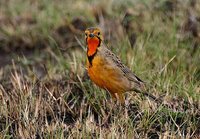 Orange-throated Longclaw - Macronyx capensis